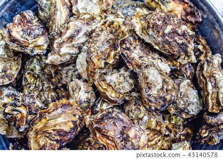 Raw fresh oysters on ice Raw fresh oysters on ice 43140578