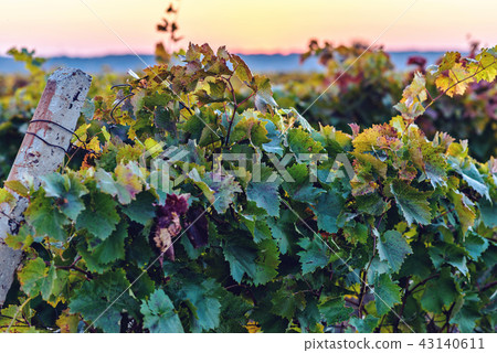 Colorful vineyard in close-up 43140611