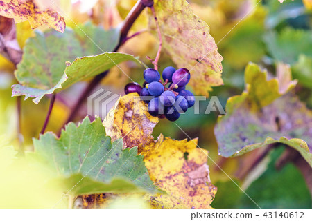 Ripe grapes in close-up at sunset 43140612
