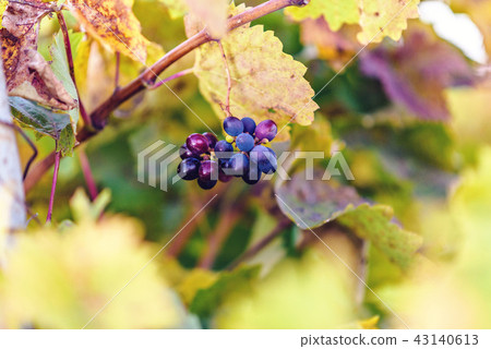 Ripe grapes in close-up at sunset Ripe grapes in close-up at sunset 43140613
