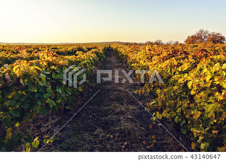 Colorful autumn landscape of a vineyard Colorful autumn landscape of a vineyard 43140647