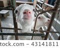lamb 43141811