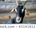 black goat 43141812