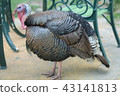 Turkey 43141813