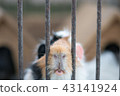 mouse 43141924