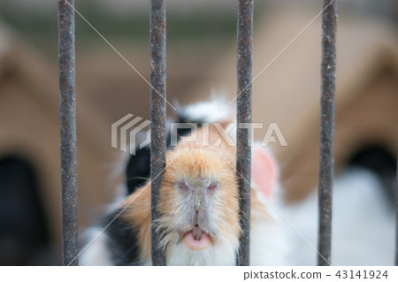mouse 43141924