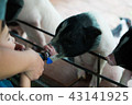 pig 43141925