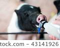 pig 43141926
