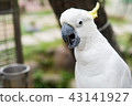 parrot 43141927