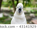 parrot 43141929