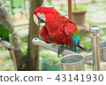 parrot 43141930