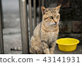 Cat  43141931