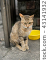 Cat  43141932