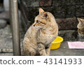 Cat  43141933