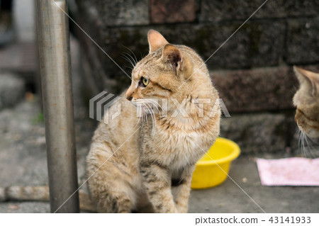 Cat  43141933