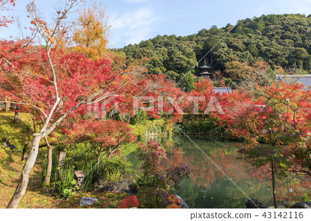 京都的秋葉·Zenlinji·Eikendo 43142116