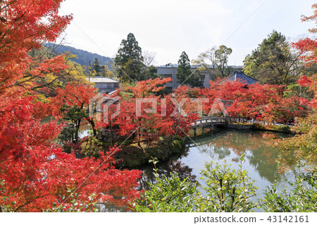 Autumn leaves of Kyoto · Zenlinji · Eikendo 43142161