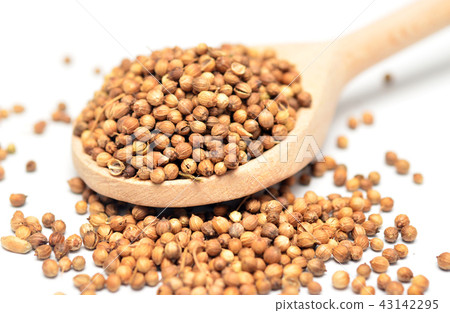 coriander coriander 43142295