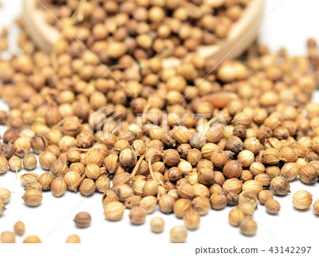 coriander coriander 43142297