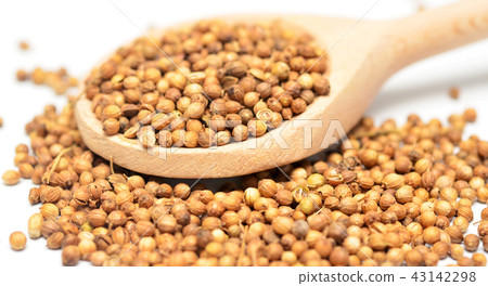 coriander 43142298