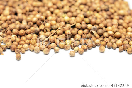 coriander coriander 43142299