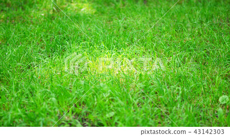 green grass 43142303