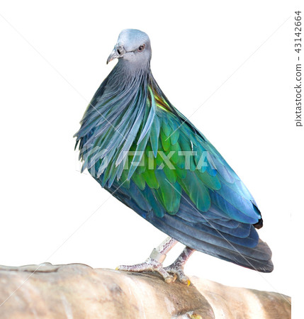 blue pigeon 43142664