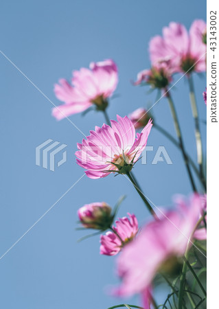 Pink cosmos with blue sky 43143002