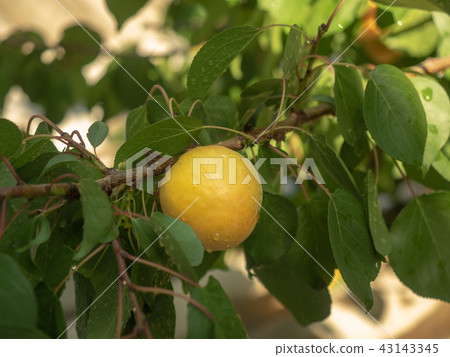 Apricot branch with yellow apricot in private Apricot branch with yellow apricot in private 43143345