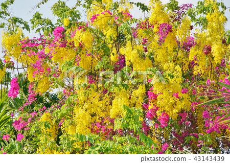 Flowers "Bougainvillea, Bougainvillea" and "Golden Shower" 43143439