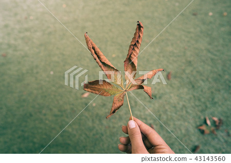 Woman hold nice yellow leaf in hand. 43143560