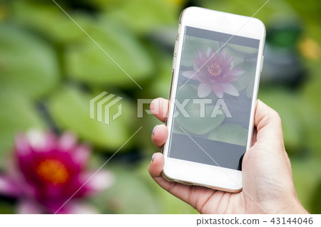 hand smartphone water lily  43144046