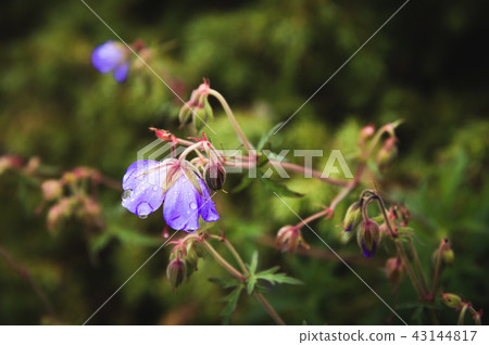 Meadow geranium. Blooming geranium with lilac flowers among the grass. Medicinal plant. Evening shot 43144817