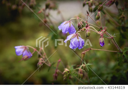 Meadow geranium. Blooming geranium with lilac flowers among the grass. Medicinal plant. Evening shot 43144819