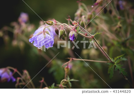 Meadow geranium. Blooming geranium with lilac flowers among the grass. Medicinal plant. Evening shot 43144820
