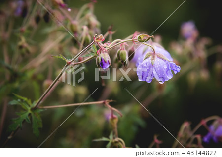 Meadow geranium. Blooming geranium with lilac flowers among the grass. Medicinal plant. Evening shot 43144822