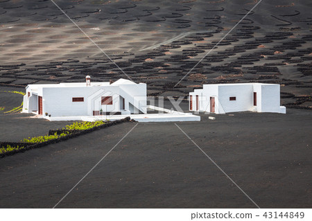 wine farm in la geria lanzarote 43144849