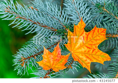 Two bright beautiful yellow maple leaf Two bright beautiful yellow maple leaf 43145077
