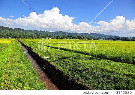 農村風景和夏天天空 43145820