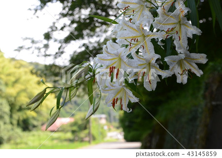 野百合 野百合 43145859