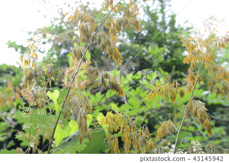 Bamboo grass Bamboo grass 43145942