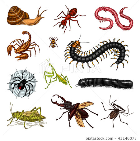 Big set of insects. Vintage Pets in house. Bugs Beetles Scorpion Snail, Whip Spider, Worm Centipede Big set of insects. Vintage Pets in house. Bugs Beetles Scorpion Snail, Whip Spider, Worm Centipede 43146075