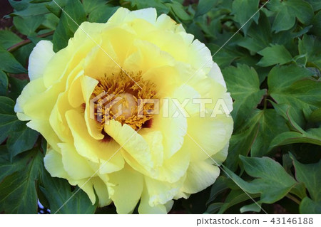 Peony flower 43146188