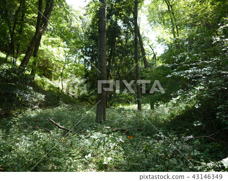 片倉城遺址公園(東京57個著名的泉水) 片倉城遺址公園(東京57個著名的泉水) 43146349