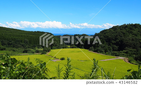 在Himi Nagayama的露台的稻田 43146582