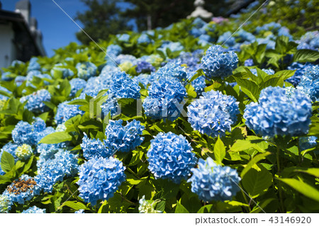Hydrangea in full bloom 43146920