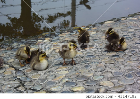 Child carn Child carn 43147192