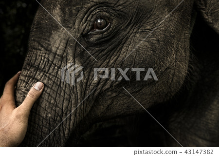 Closeup of a man's hand stroking little elephant 43147382