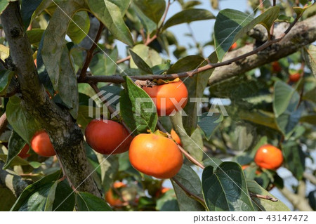 Fuyuugaki Fuyuugaki 43147472