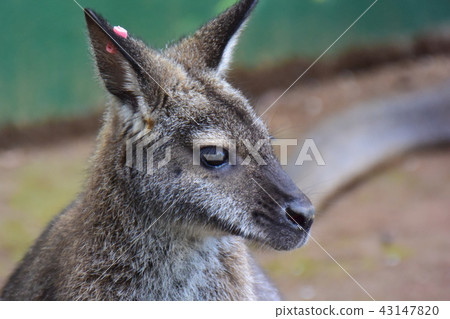 Wallaby Wallaby 43147820